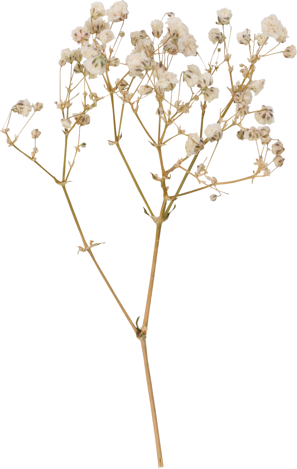 Dried  flower